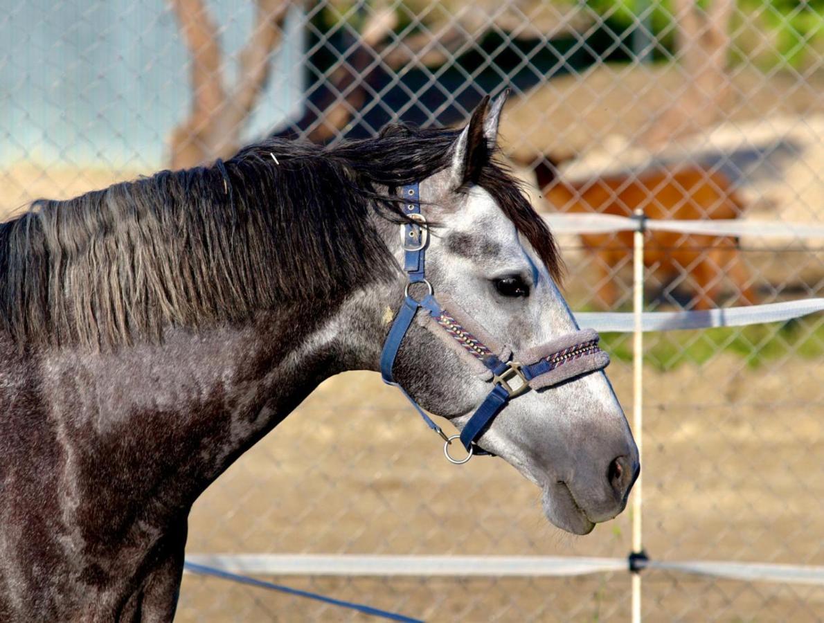 Bed and Breakfast Les Chevaux de Coeur à Estepona Extérieur photo